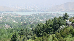 From poplars to pistachios, Afghans rediscover the value of trees