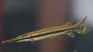 Le Guatemala cherche &agrave; assurer la survie d'un poisson "fossile"