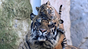 Kala, rare Sumatran tiger cub, makes her debut in Rome