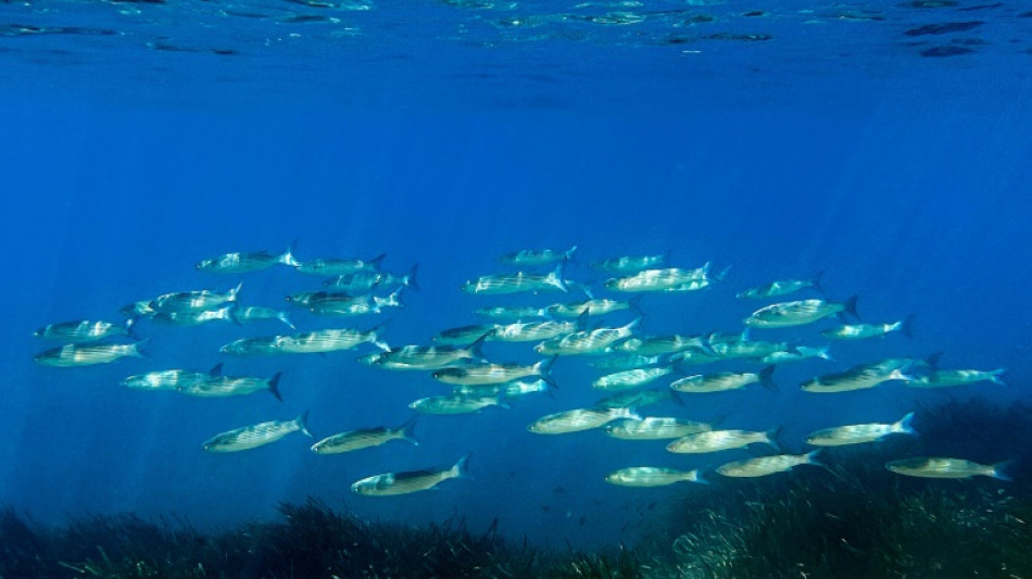 Protection des océans: l'UE affiche ses ambitions, avant le sommet de l'ONU