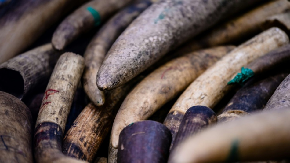 Sur la piste des trafiquants d'ivoire gr&acirc;ce &agrave; l'ADN des &eacute;l&eacute;phants