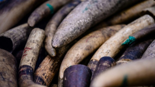 Sur la piste des trafiquants d'ivoire gr&acirc;ce &agrave; l'ADN des &eacute;l&eacute;phants