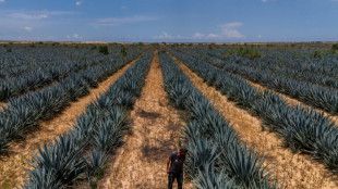Agricultores israelenses retomam produção de tequila perto de Gaza