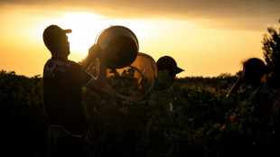 Premature harvests latest test for French winemakers