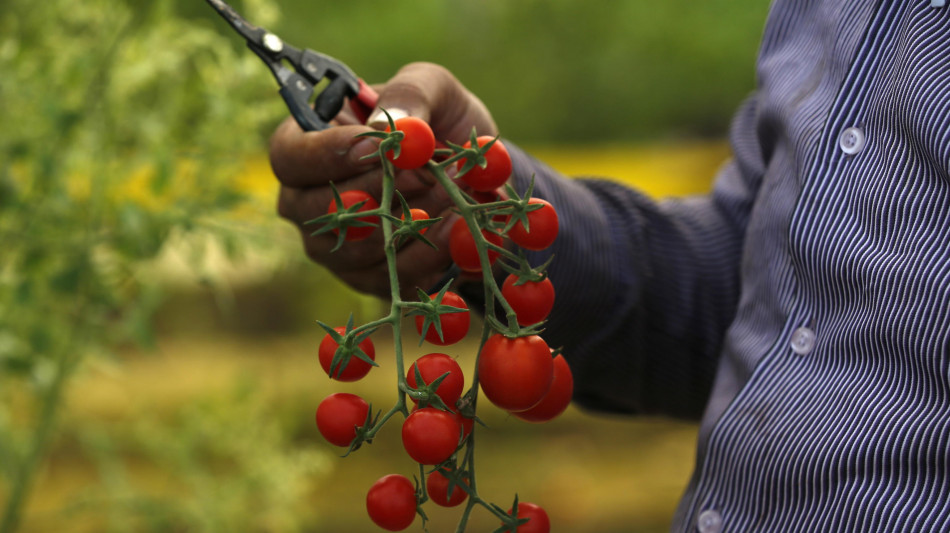 Agricoltura biodinamica immune dai rincari dei fertilizzanti per la guerra nel Golfo