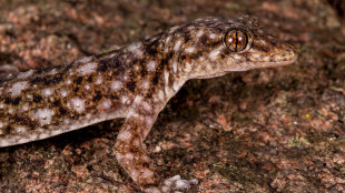 Team guidato da un italiano scopre una nuova specie di geco