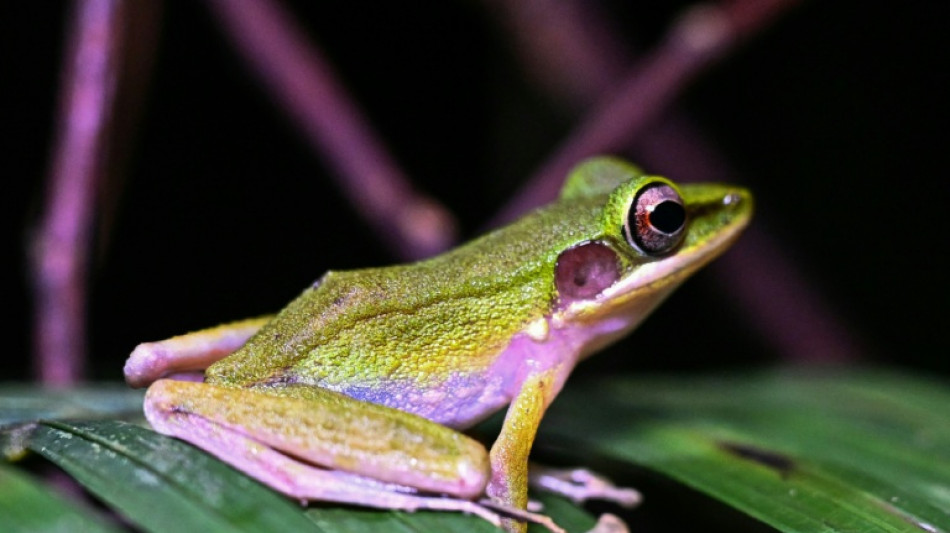Malaisie: à la chasse à la grenouille dans la jungle de Bornéo