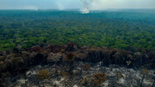 Deforestation in Brazilian Amazon halved in 2023