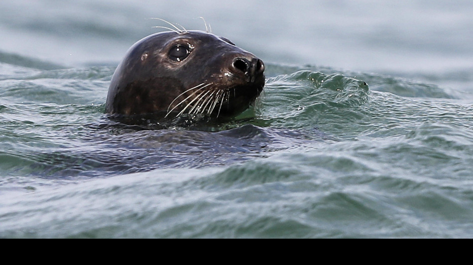 Le foche percepiscono l'ossigeno nel sangue, cos&igrave; non affogano