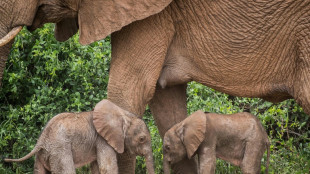 Inusual nacimiento de elefantes gemelos en Kenia