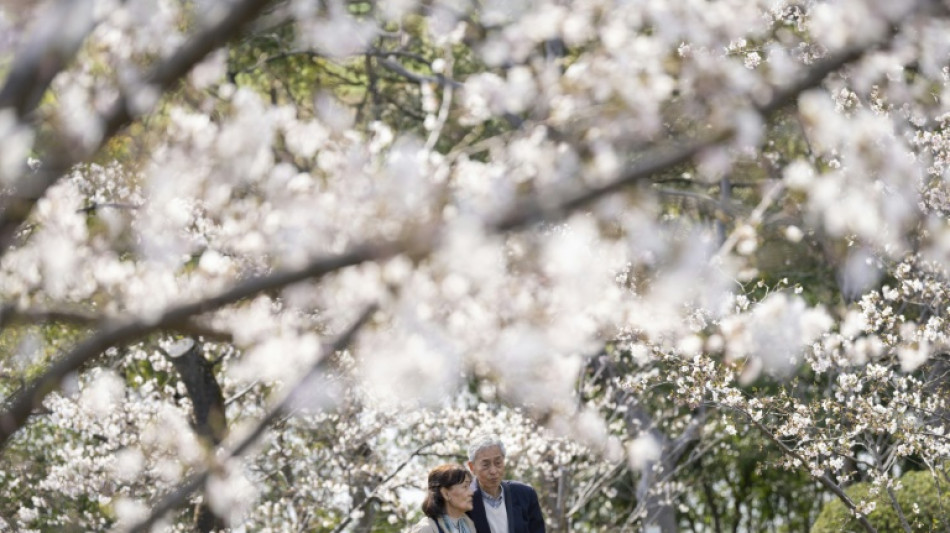 La saison des cerisiers en fleurs atteint son pic au Japon