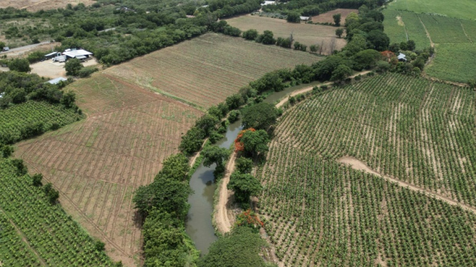 Agro, construcción, turismo: la deportación de haitianos golpea a la economía dominicana