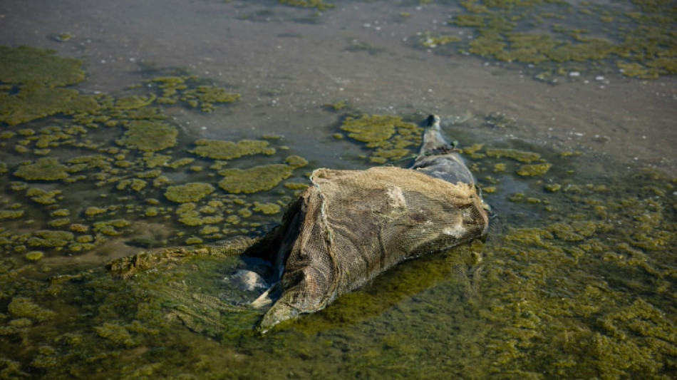 Un scientifique turc plaide pour un "corridor &eacute;cologique" en mer Noire