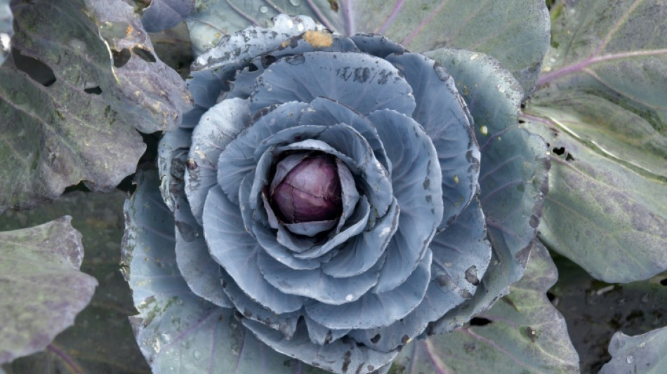 Unbekannte stehlen 300 Köpfe Rotkohl von Feld in Schleswig-Holstein