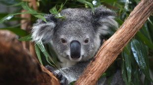 Australia warns koalas 'endangered' as numbers plunge 