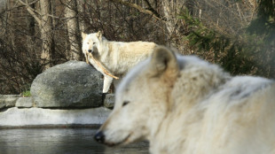 US court reinstates gray wolf endangered species protections