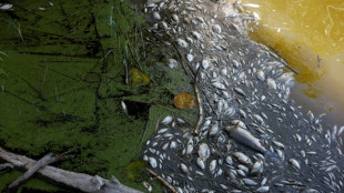 Polish firemen pull tonnes of dead fish from Oder river