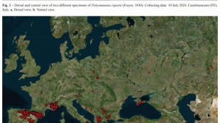 Nel Parco dell'Appennino Lucano un nuovo esemplare di farfalla