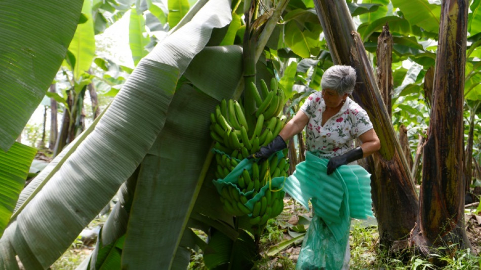 Ecuador banana industry slips over war in Ukraine