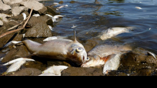 'Dead fish everywhere' in German-Polish river after feared chemical waste dump