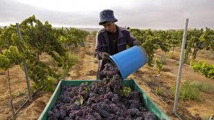 Negev desert winemakers show way ahead in Israel's hot climate