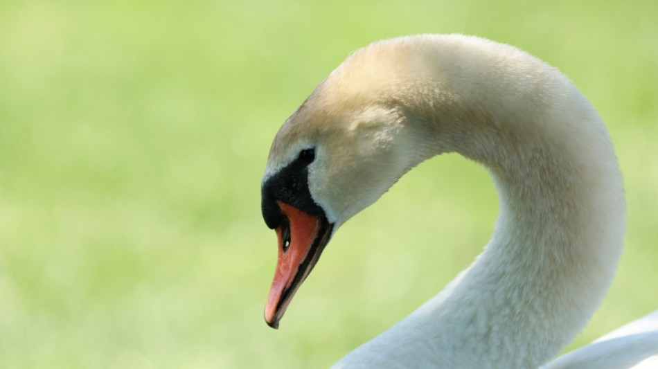 Mit Füßen in Angelsehne verfangen: Polizisten befreien Schwan in Rostocker Hafen