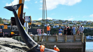 Crowd gathers on New Zealand beach after stranded whale dies