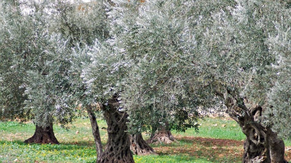 Sequenziato Dna di variet&agrave; italiane di olivi, &egrave; prima volta
