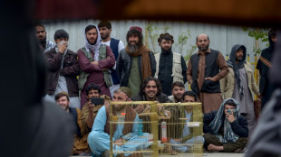 Whistles at dawn: birdsong duels enthral Afghans