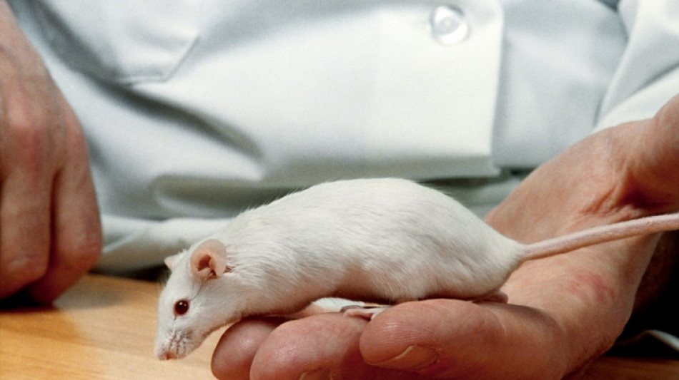 Souris lyophylis&eacute;es: une nouvelle technique pour conserver les esp&egrave;ces