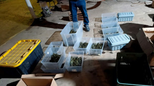 Mexique: sauvetage de 3.427 bébés tortues victimes de trafic