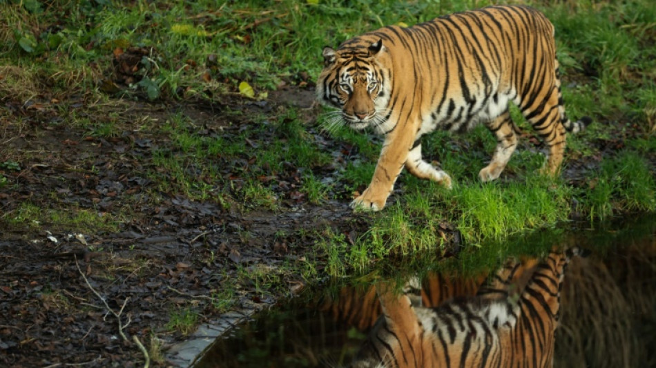 Nach Tigerausbruch in Sachsen: Beh&ouml;rden holen sechs Tiere aus Gehege