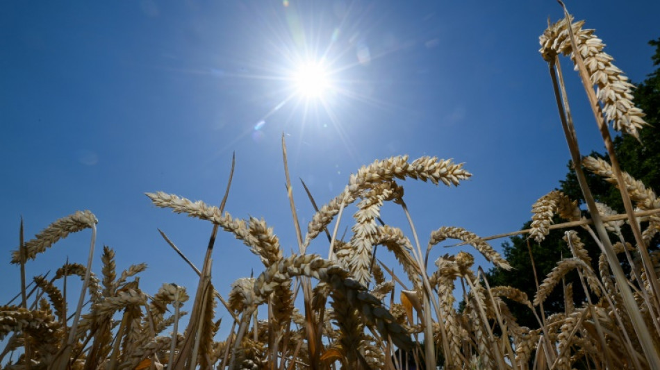 Climat: l'UE va miser sur les techniques "g&eacute;nomiques" pour adapter son agriculture