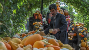 Kurdish Iraqi farmer sprouts online advice, green awareness