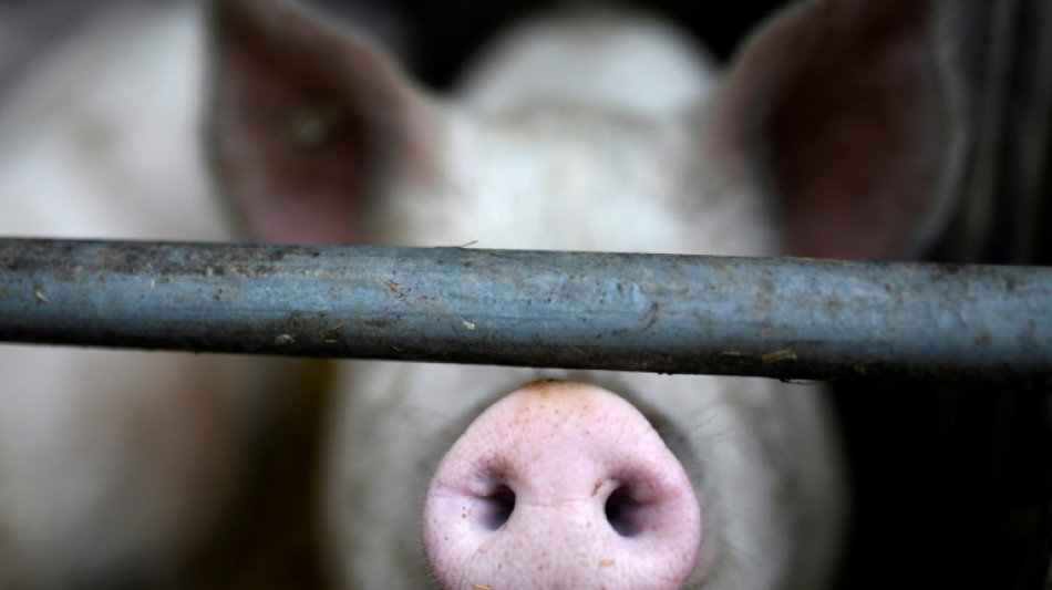 Bauernverband: Geld im Bundeshaushalt f&uuml;r Umbau der Tierhaltung reicht nicht