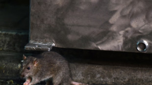 Much-maligned rats unlikely to spark next pandemic: study