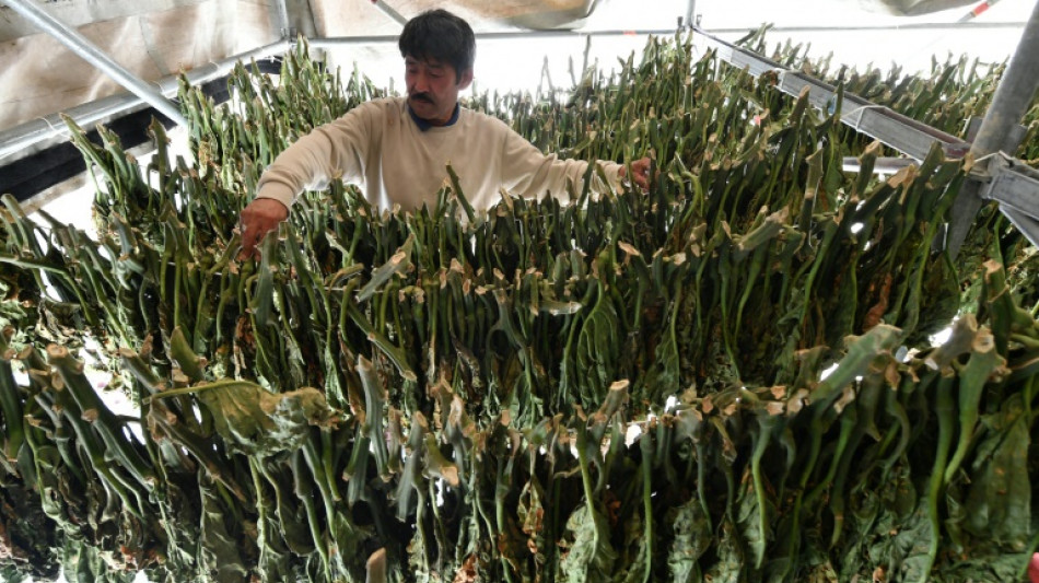 Au Kirghizstan, un tabac &agrave; chiquer qui empoisonne l'&eacute;conomie et la sant&eacute;