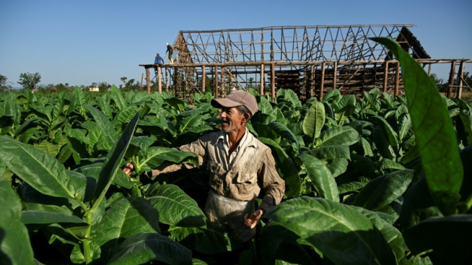 Cuba: le secteur du tabac panse ses plaies apr&egrave;s les d&eacute;vastations de Ian