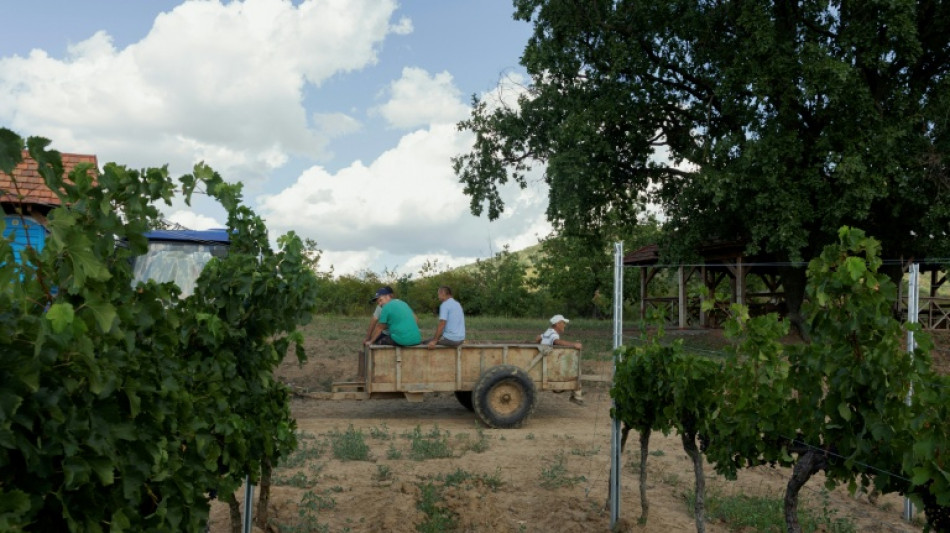 En Ukraine, la viticulture &agrave; l'&eacute;preuve de la guerre