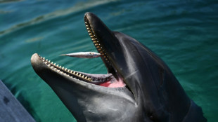 'Don't go near': Japan beachgoers warned over biting dolphin