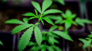 Polizei entdeckt illegale Cannabisplantage in Bochum und nimmt 19-J&auml;hrigen fest