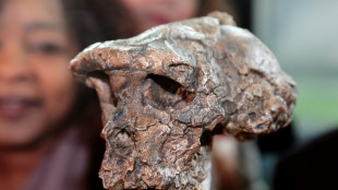 Oldest human relative walked upright 7 mn years ago: study