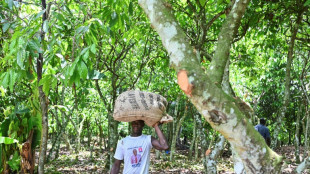 Record heat rots cocoa beans threatening Ivory Coast agriculture