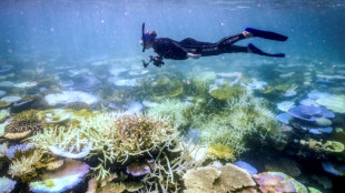 Australia's Great Barrier Reef struggles to survive