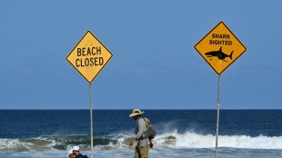 Racing towards great white sharks in Australia