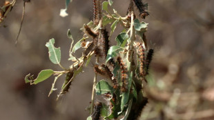 En Corse, "l'enfer" des chenilles du bombyx disparate, dévoreuses de 20.000 hectares de forêts