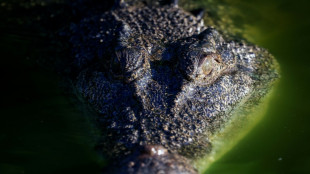 From edge of extinction to Australia's croc 'paradise'