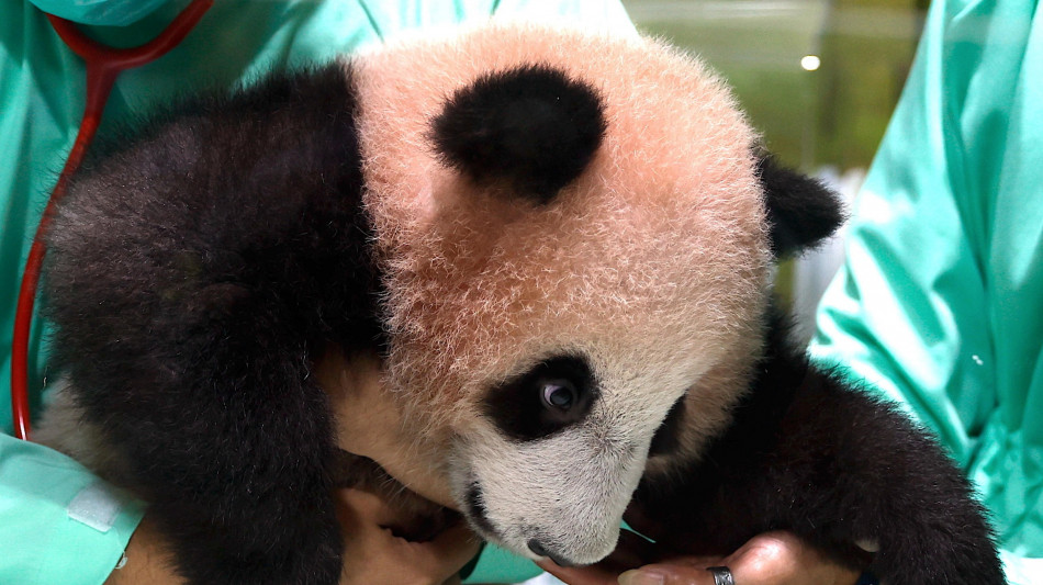 Il primo panda gigante in Indonesia pronto a incantare il pubblico