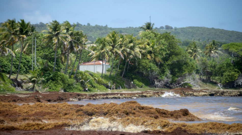 La Guadeloupe confrontée à une nouvelle arrivée massive de sargasses