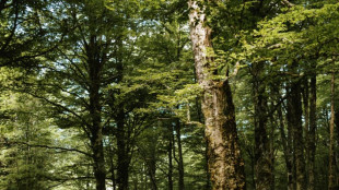 Turismo, dal MiTur quasi 11 milioni per la montagna calabra